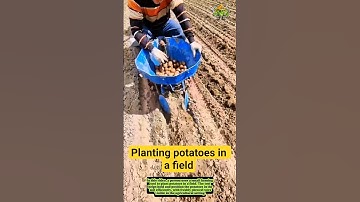 Potatoes planting in a field- Good tools and machinery can increase work efficiency
