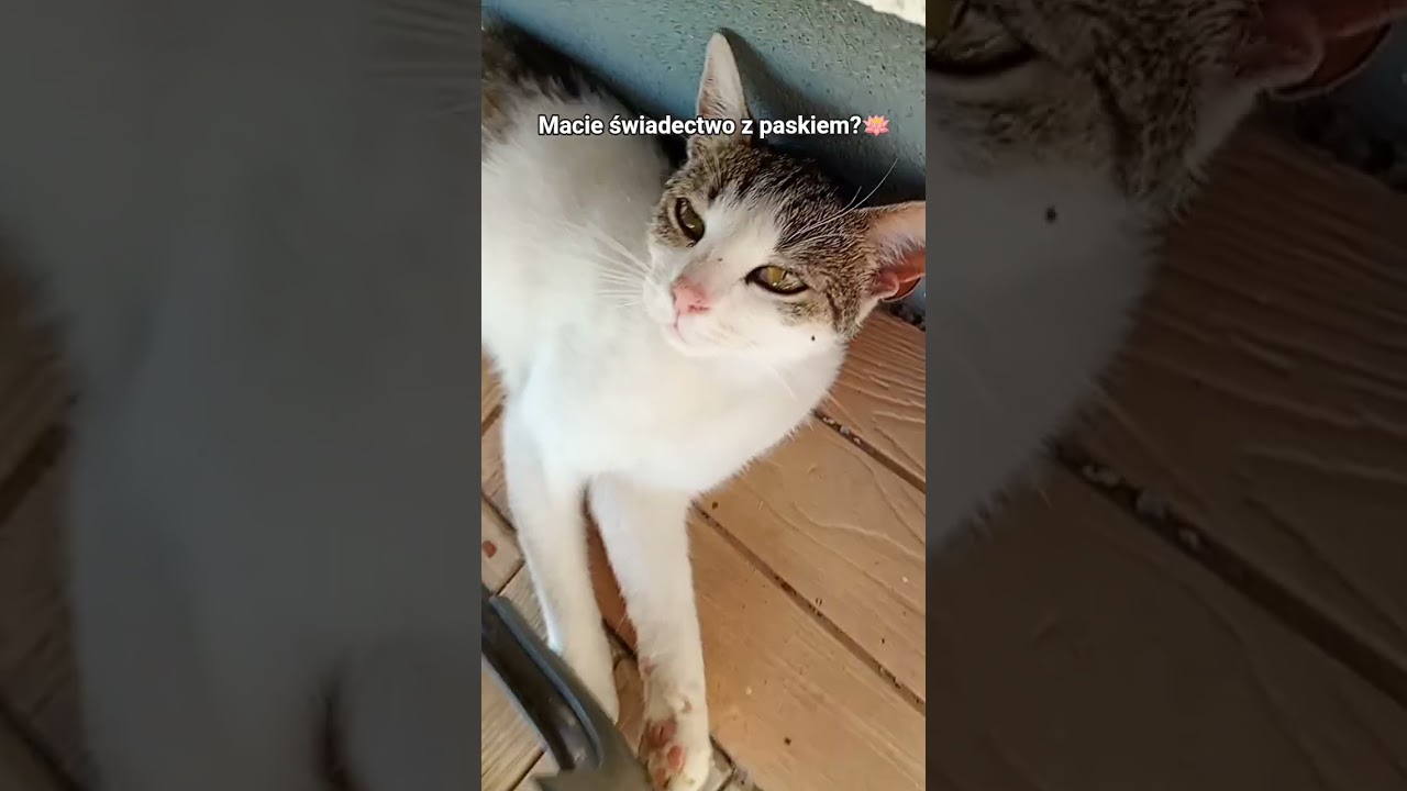 cat #viral #foryou - YouTube
