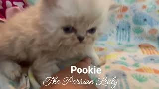 Pookie a 4 Week old Silver White Male at ThePersianLady