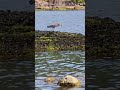 Finally I caught a small fish!!I ❤️ this wild bird Vancouver Canada 🇨🇦  #2