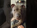 Pitbull Cries Because He Doesn't Want To Sleep