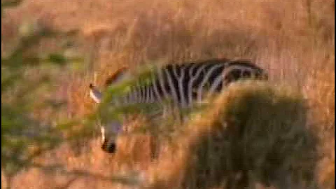 Predator and Prey in an Ecosystem