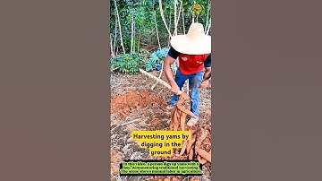 Harvesting yams by digging in the ground