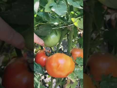 Video: Beefmaster Hybrids – Beefmasteri tomatitaimede eest hoolitsemine