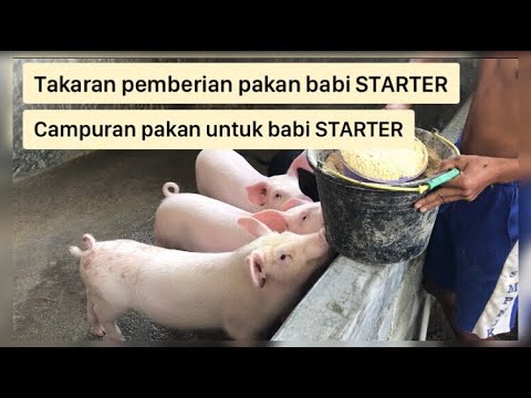 Cara Membuat Pakan Kering Untuk Babi