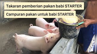 Download Lagu Takaran pemberian dan campuran pakan kering untuk babi STARTER MP3