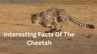 Interesting Facts Of The Cheetah by Arthur and the Animal Kingdom 305 views 2 weeks ago 6 minutes, 55 seconds