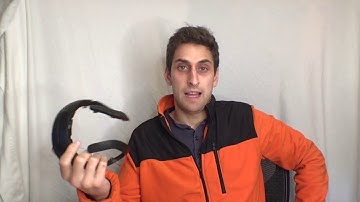 Brain Computer Programming - Hacking Productivity with React and Neurosity (Part 4)