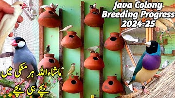 Java Finch Colony Breeding Progress 2024-25 || Java Breeding Tips || Java Breeding Setup