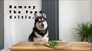 Rescue Husky Reviewing Food 1