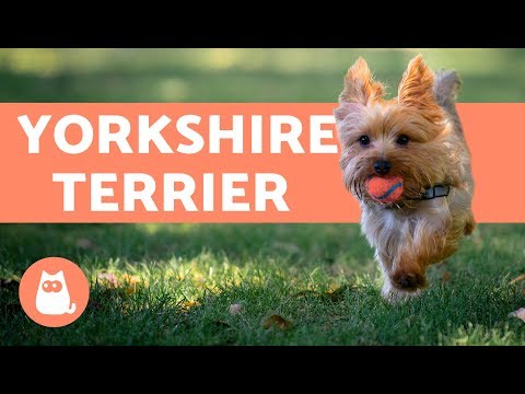 Vídeo: Yorkshire Terrier: Características De Caráter E Comportamento