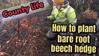 Tips On How to Do DIY Planting of Bare Root Beech Hedging. Perfect Garden Hedge County Life.