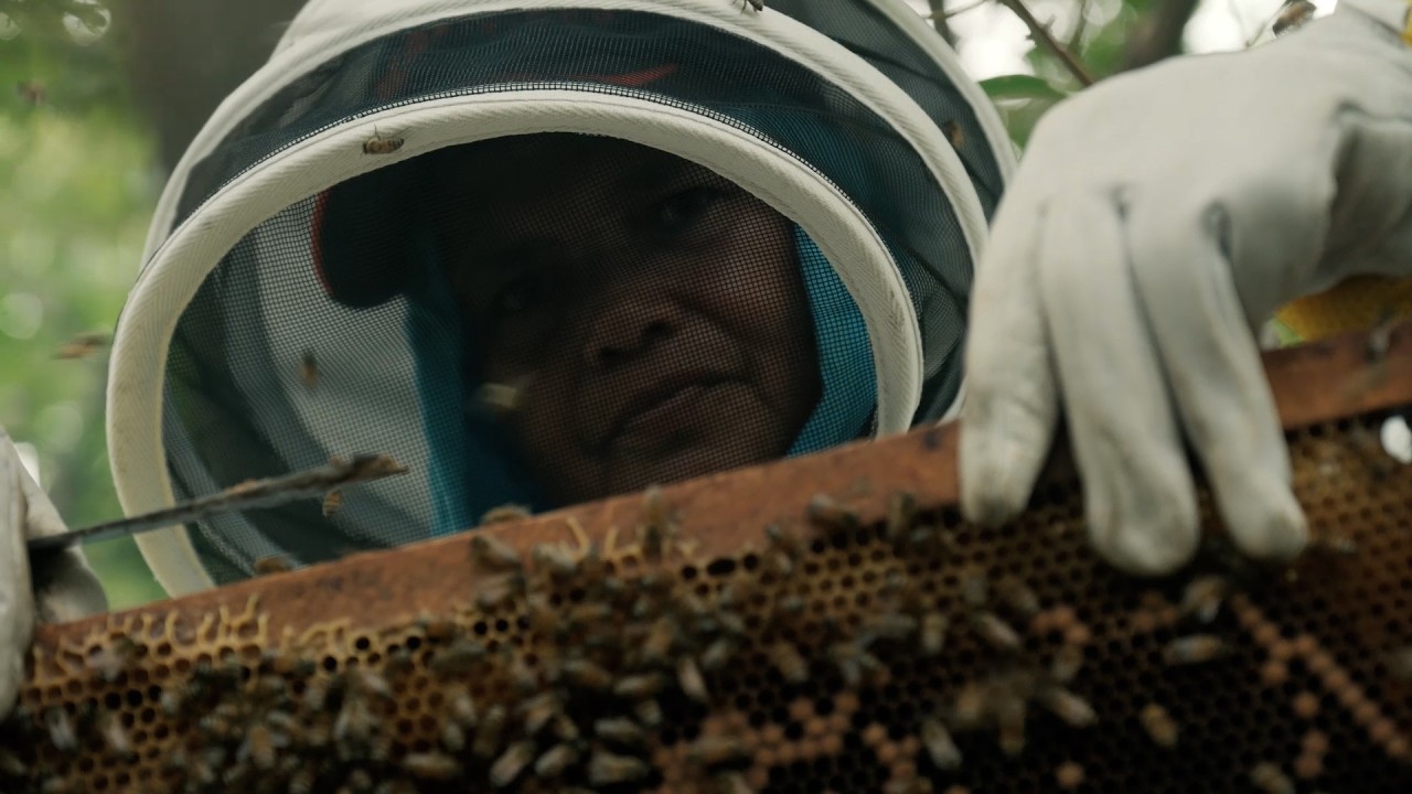 Apimangle: apicultura comunitaria que protege los manglares | MarViva