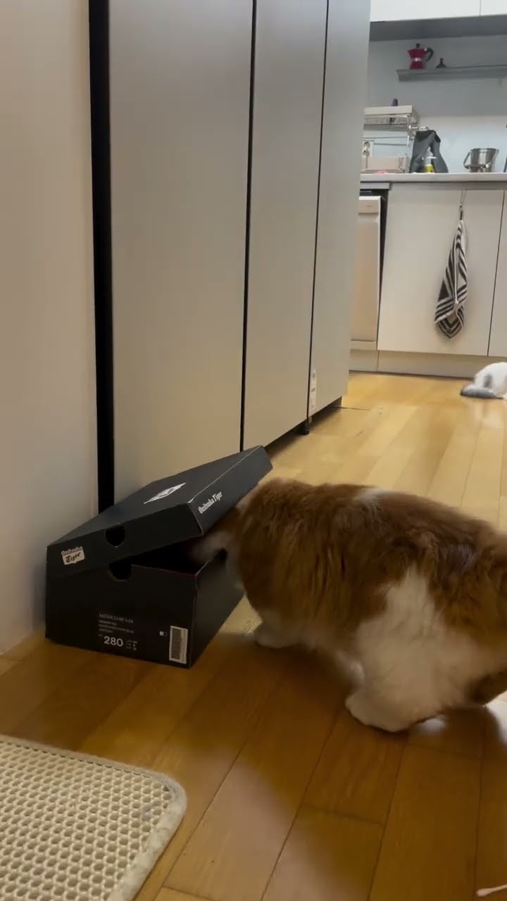 Très drôle le chat ? ? ? ????????