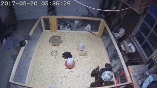 Manny's Chicks Live Stream - Day 58 - New Chickens! 3 Blue Ameraucanas Day 20!