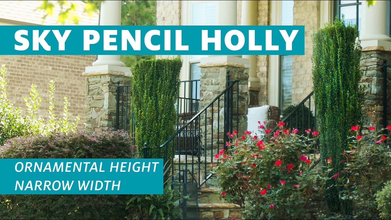 YouTube Video Banner of Sky Pencil Holly Tree