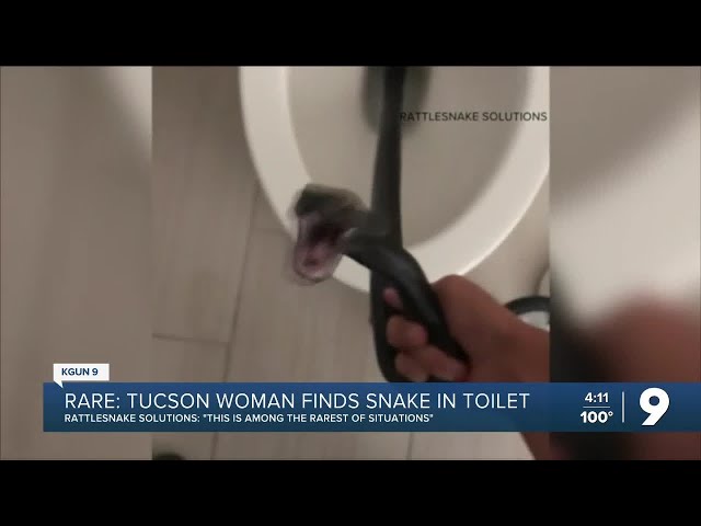 Texas Woman Finds Snake Emerging From Toilet in Middle of Night