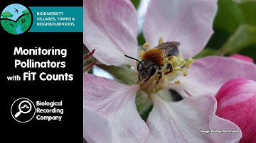 Monitoring Pollinators with FIT Counts