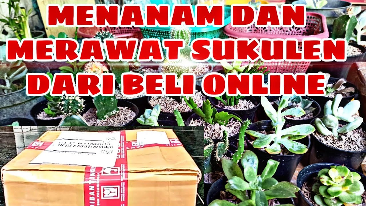 CARA MENANAM DAN MERAWAT SUKULEN DARI BELI ONLINE