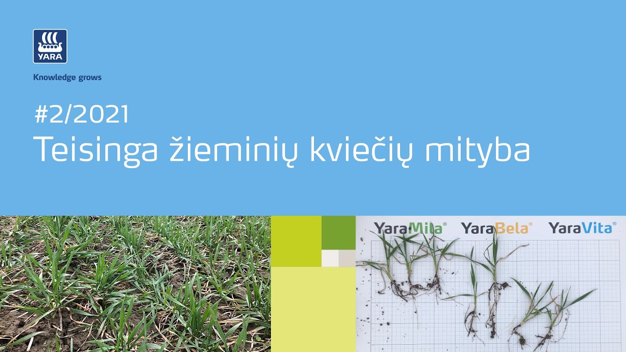 #2/2021 Teisinga žieminių kviečių mityba