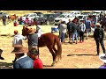 Carrera de caballos Langui 2021