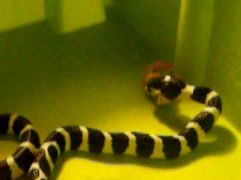 My California King Snake Eating :)