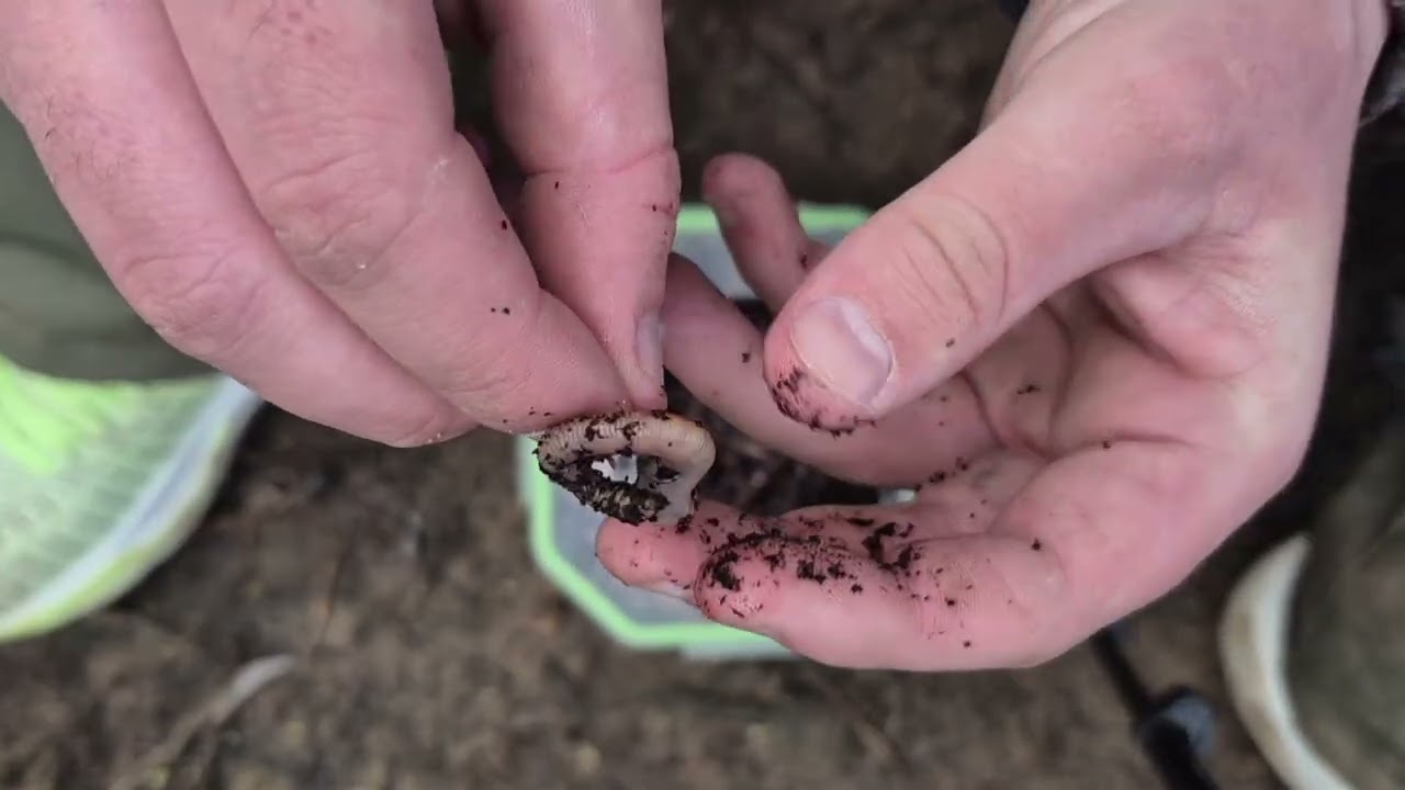 Chub fishing river Lostock 