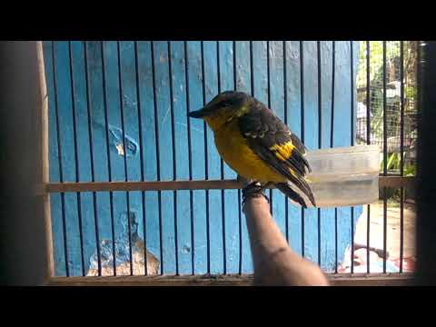 suara anak mantenan besar gacor cocok buat terapi burung bahan