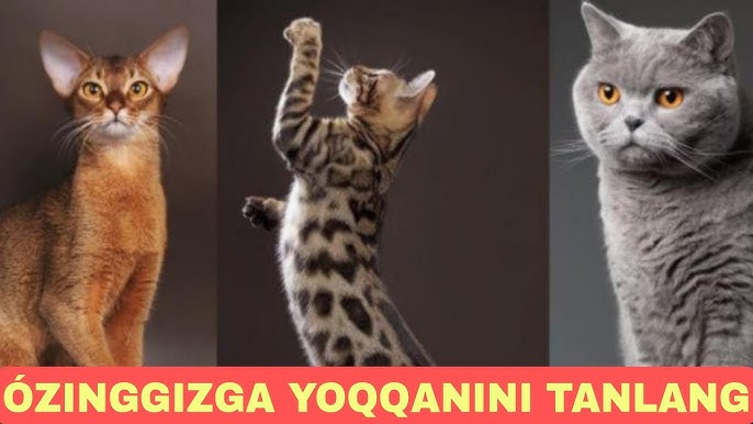 Orgazm olayotgan ayollar ishtirokidagi porno filmlarni tomosha qiling Jinsiy aloqada zavqlanish choqqisiga chiqishga yordam beradigan pozitsiyalar