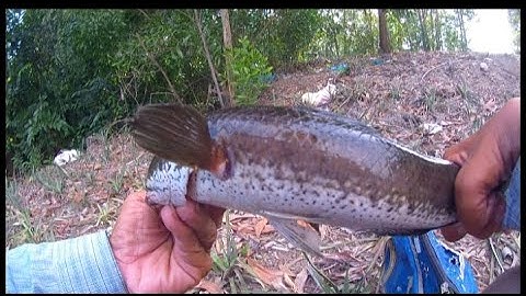 Một Ngày Câu Cá Cùng Anh Em Cần Thủ Tại Tân Phước.Tiền Giang Tập 24