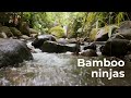 Bamboo ninjas
