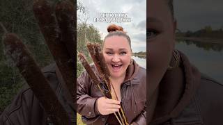 Did you know that reeds are actually cattails?! #reeds #cattails #school #vitar #mem