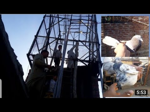 Pakray Howa Kabootar Jaal Se Liya || Khokhar Peigeons Club