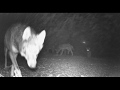 Manada de lobos | FOTOTRAMPEO | WOLVES |  TRAILCAMERA