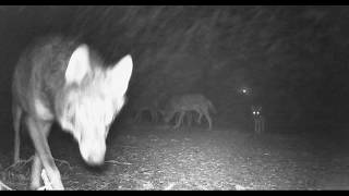 Manada de lobos | FOTOTRAMPEO | WOLVES |  TRAILCAMERA