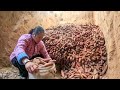 窖藏10万斤西瓜红出了问题，仅仅剩余几千斤，清香准备留着自家吃