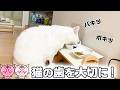歯周病で抜歯手術をした猫のその後