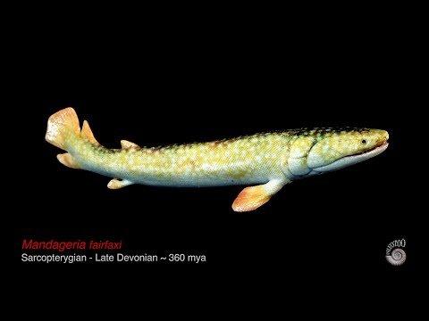 Mandageria fairfaxi - NSW State fossil.