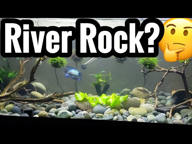 A Whole Bunch of Reasons You Should Be Using River Rocks in Your Aquarium!  