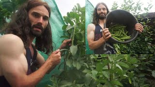 Why growing Broad beans (Fava beans) in containers and pots ROCKS!