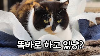 A cat that always supervises its mother when she is at work by 나렝아치 NaRengAchi 4,960 views 1 month ago 4 minutes, 34 seconds