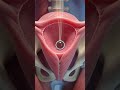 How Pregnancy Starts | Implantation Explained in 3D