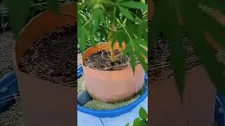 When growers get creative, big things happen. AQUAbox Straight modified for a kiddie pool.