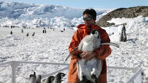 Emperor penguins could be extinct in just 80 years as climate change worsens - Today News
