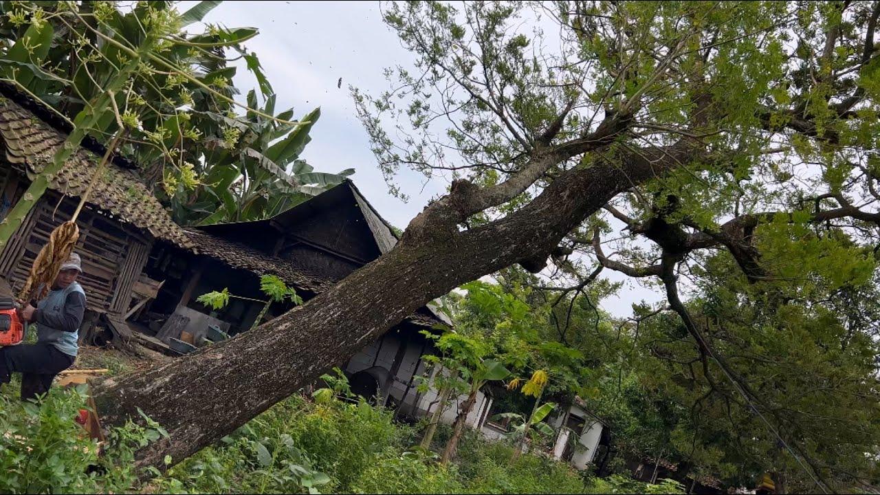 Pull as hard as you can!! Cut down the trembesi tree near the house ...