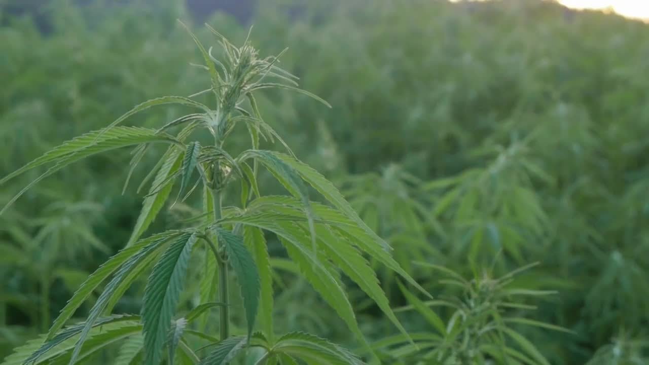 Montanans weigh in on if marijuana users can legally possess firearms