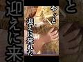 野良猫を保護して大事に育てたら抱っこをせがむ可愛い子に育ちました♡ #元野良猫 #甘えん坊 #猫のいる暮らし
