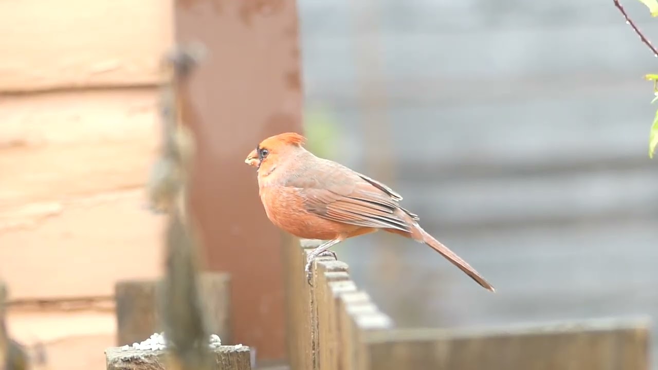 Wagner’s Safflower Seed Wild Bird Food Review