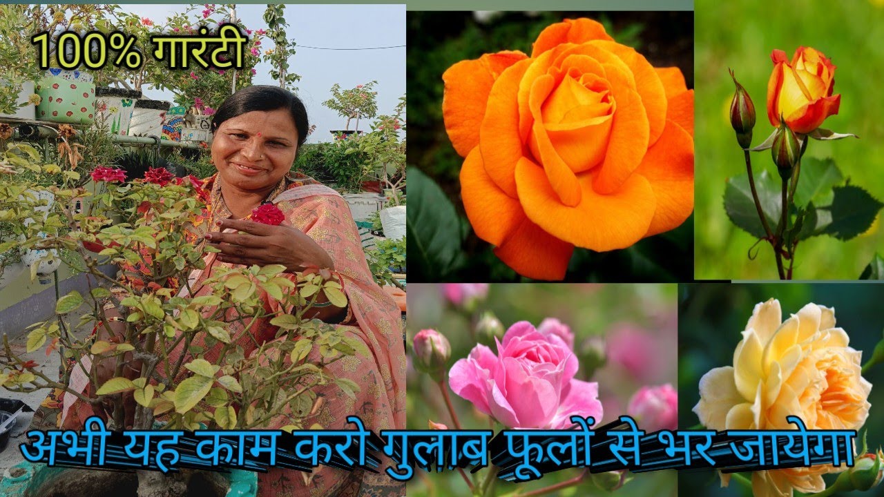How to get maximum growth & branches on rose plant.Best fertilizer for rose.