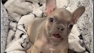 Tiny Frenchie sulked, ignoring her parents when she was yelled at. Very funny and cute puppy